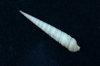 藏品(蒼白筍螺 )的圖片